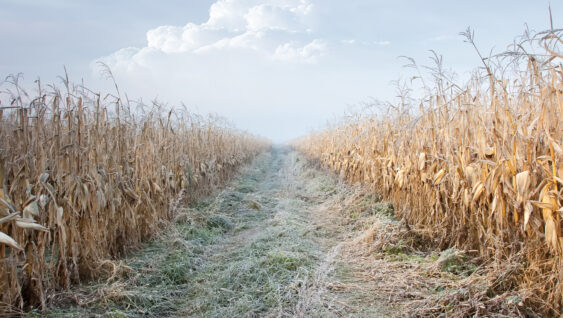 Corn Field in frost.
