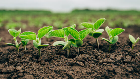 Fresh green soy plants on the field in spring.