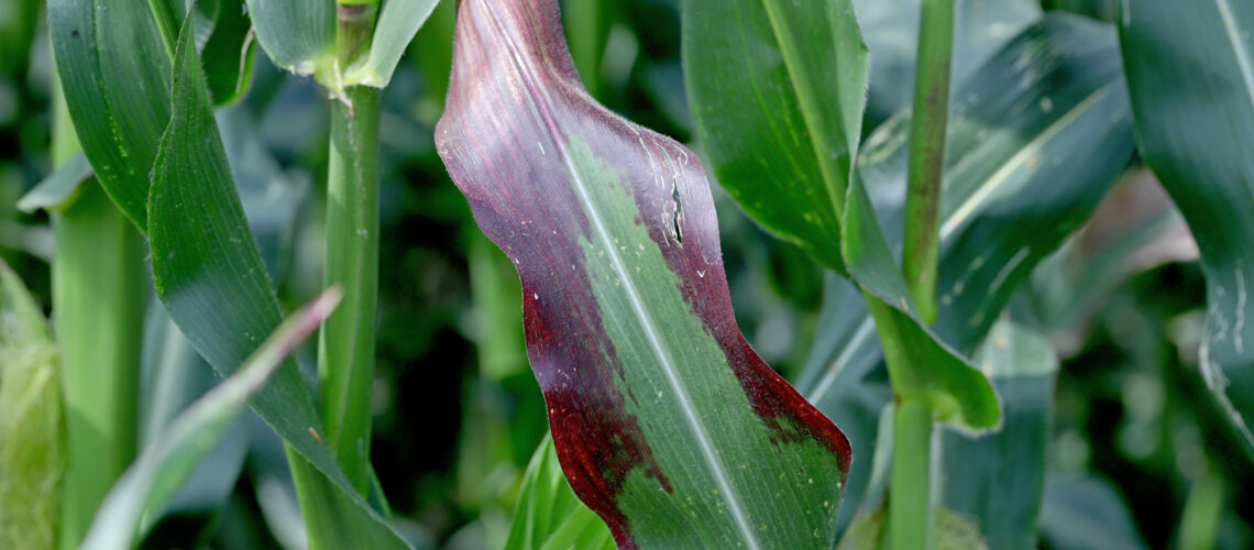 Red discoloration of corn leaves due to nutrient deficiencies.