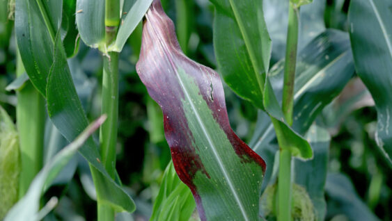 Red discoloration of corn leaves due to nutrient deficiencies.