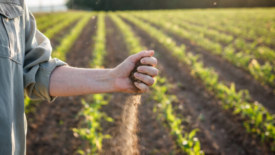 Drought in agricultural field. Farmer holding dry soil in hand.