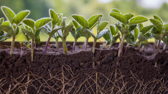 Fresh green soybean plants with visible roots cutaway.