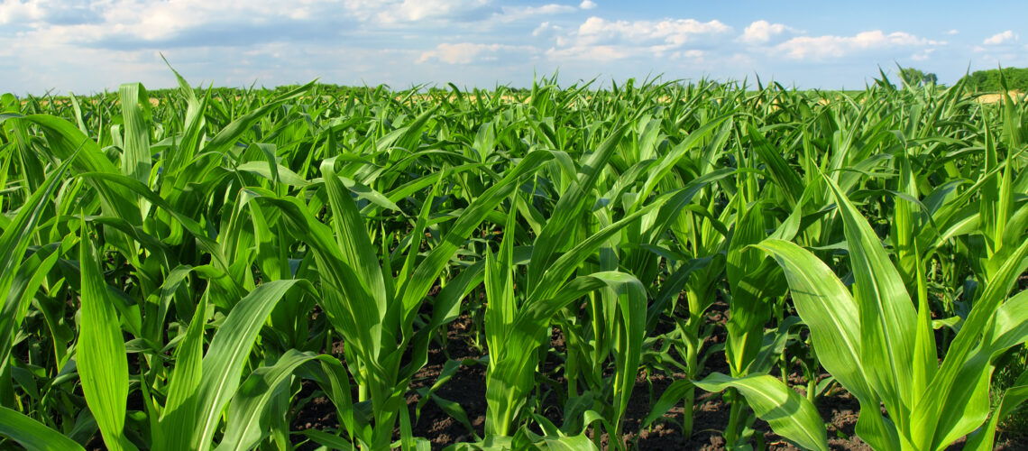 A field of green corn plants on a bright sunny day.