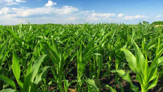 A field of green corn plants on a bright sunny day.
