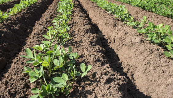Peanut plantation. Young plants