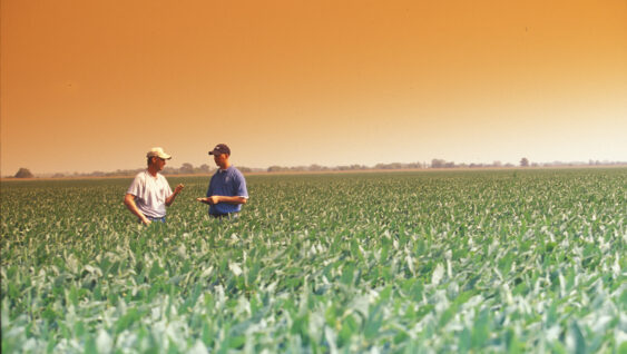 Two agronomists talking in a field.