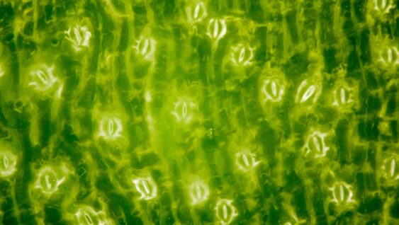 Extreme magnification - Stomatas in a green leaf.
