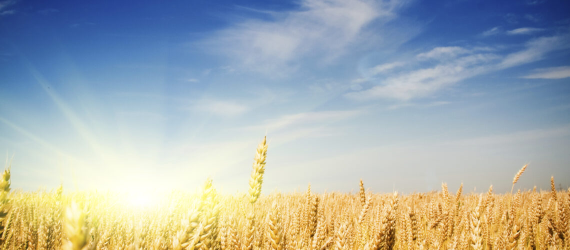 A bright field of wheat ready to harvest on a sunny day.