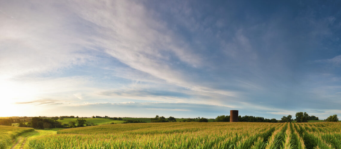 A picturesque field of corn during a sunset.