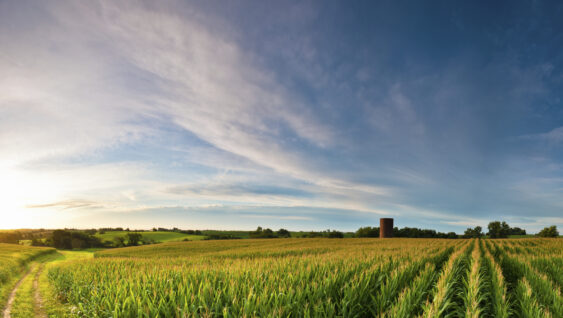 A picturesque field of corn during a sunset.
