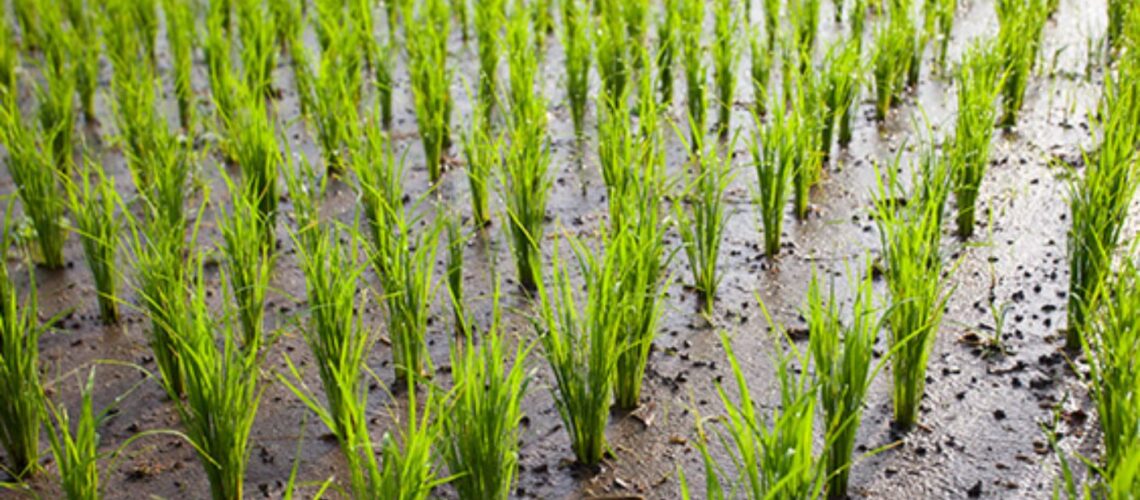 a muddy rice field