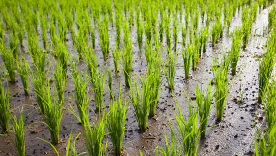 a muddy rice field