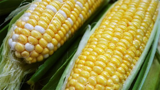 a close up of two ears of shucked corn