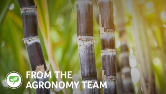 sugarcane plants with the text 'From The Agronomy Team'