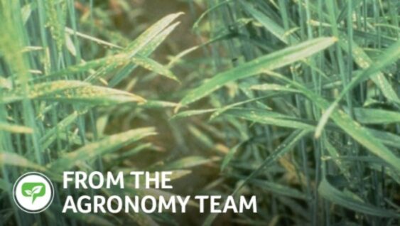an image of coastal plain cotton with the text 'From the Agronomy Team'