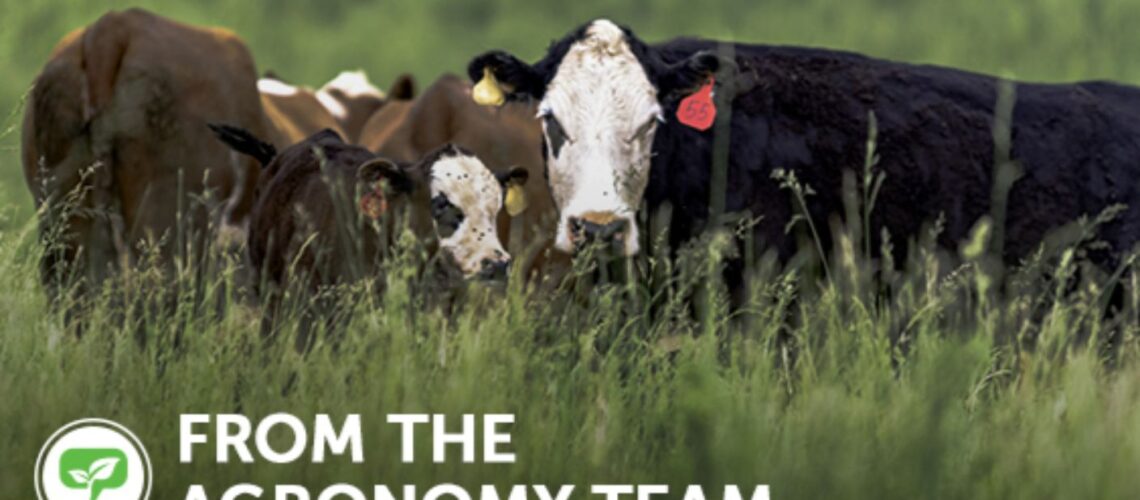 Cows in a field with text 'From the Agronomy Team'