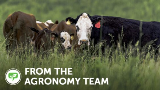 Cows in a field with text 'From the Agronomy Team'