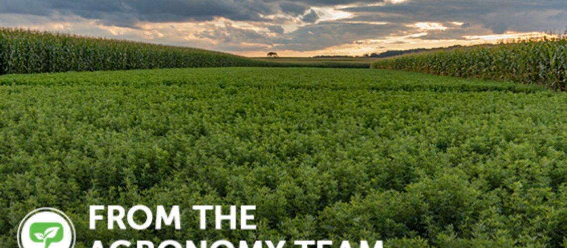 A field of alfalfa with text 'From the Agronomy Team'