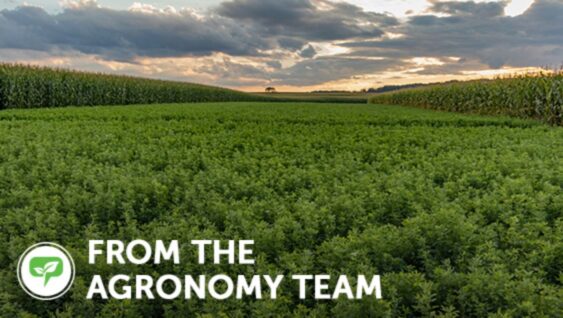 A field of alfalfa with text 'From the Agronomy Team'