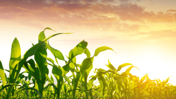 Green corn field in the sunset.