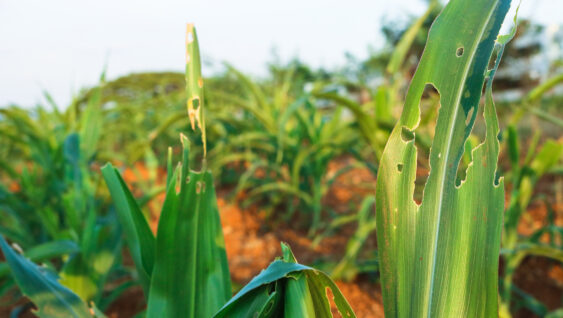 Corn leaf with holes, eaten by pests in farm.