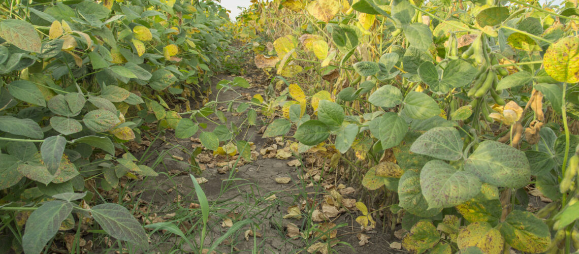 Green and yellow soybean plants close-up shot.