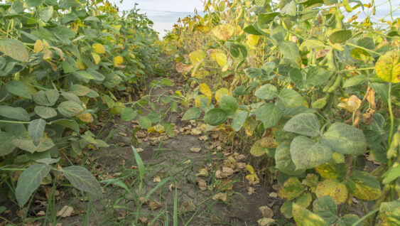 Green and yellow soybean plants close-up shot.
