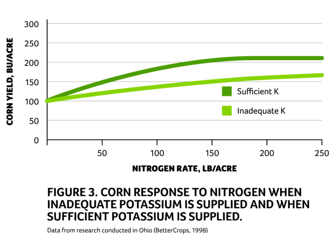 graphic showing corn response to nitrogen with and without potassium fertilizer