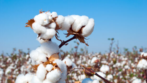 Branch of ripe cotton on the cotton field.