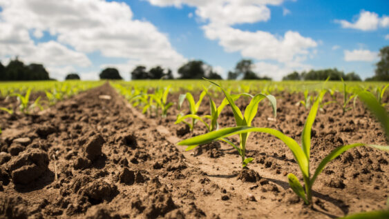 Close up of young corn plants in the field on a sunny day.