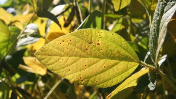 A leaf damaged by Drought and Potassium Deficiency.