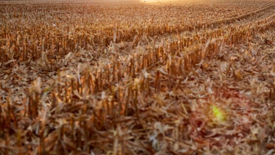 Freshly harvested backlit maize field stubble at sunset with sun flare from the fiery sun.