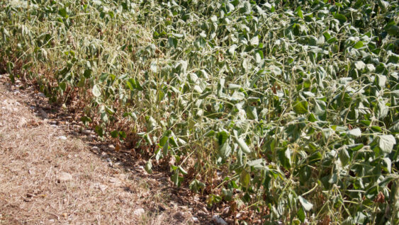 Soybean field damaged by drought in summer. Countryside landscape