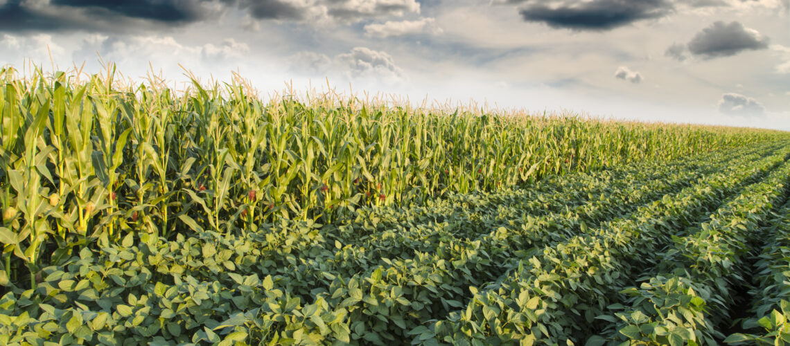 Soybean ripening next to corn maize field at spring season, agricultural landscape.