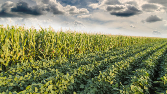 Soybean ripening next to corn maize field at spring season, agricultural landscape.