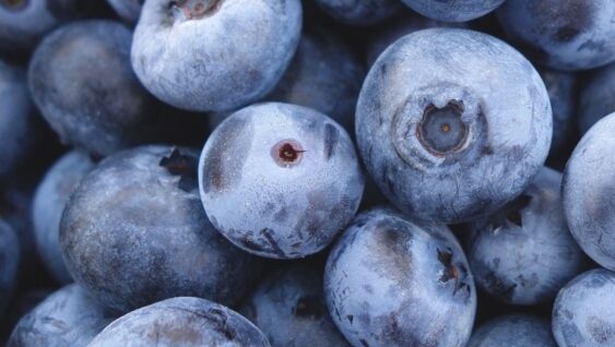 A close up of picked blueberries.