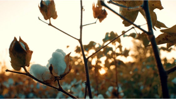 A close up of a mature cotton plant.