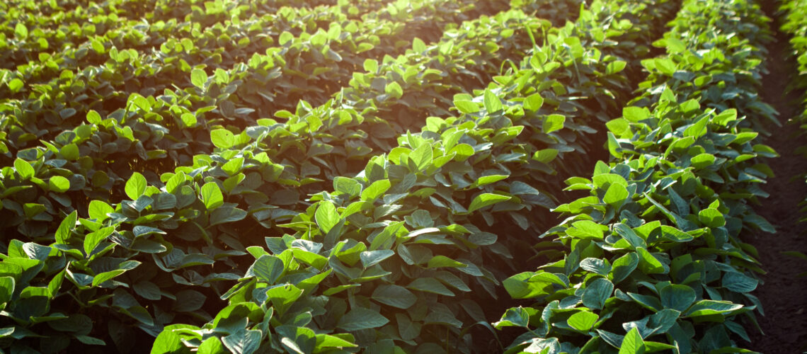 Rows of young soybean plants in a field.