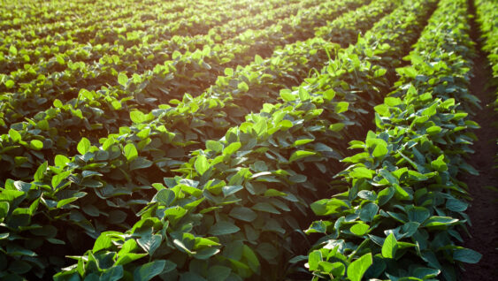 Rows of young soybean plants in a field.