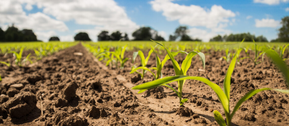 A close up of young corn plants in the field on a sunny day.