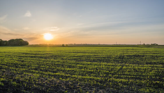 Panorama view of green sprouting rye agricultural field in spring in sunset. Sprouts of rye.