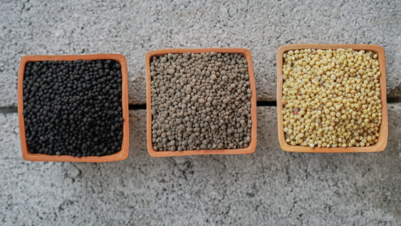Variations in phosphate fertilizer color. Three color of Diammonium phosphate (DAP) in clay pots.