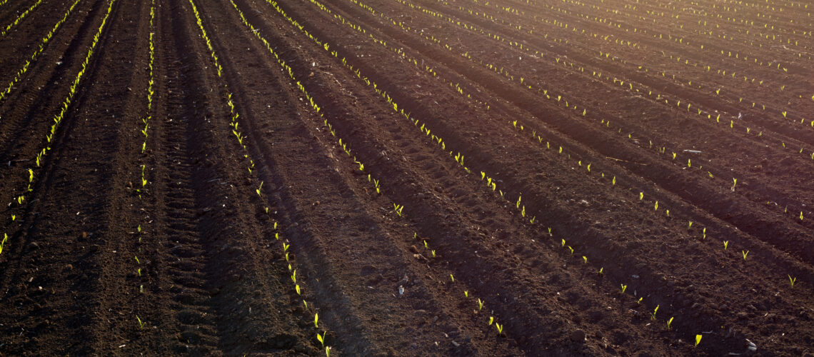 Aerial image of field in spring with young seedlings of corn, at sunset.