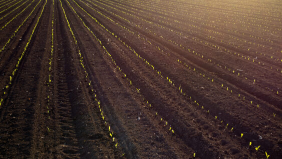 Aerial image of field in spring with young seedlings of corn, at sunset.