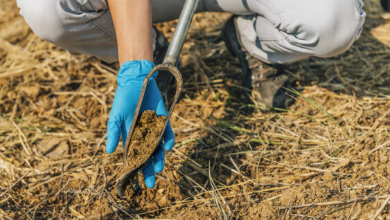 Agronomist Taking Sample with Soil Probe Sampler.
