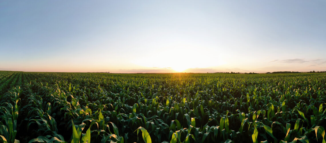 Aerial view of the green corn field. Beautiful agricultural landscape.