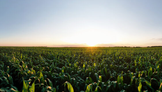 Aerial view of the green corn field. Beautiful agricultural landscape.