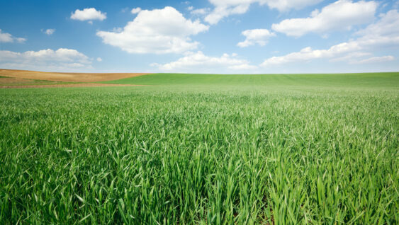 Fresh green wheat field and blue cloudy sky.