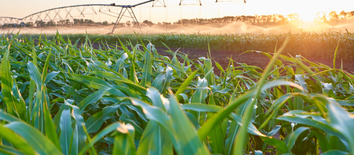 A field with rows of corn with an artificial irrigation system.