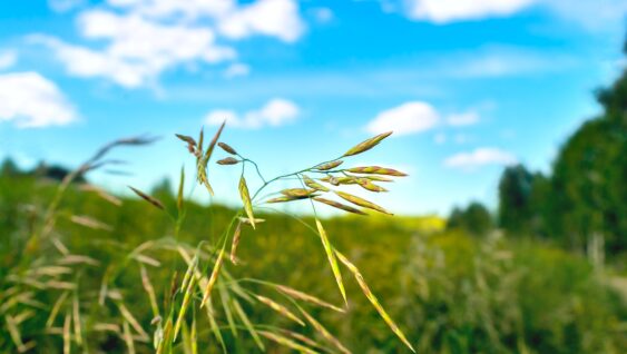 Smooth Brome Grass